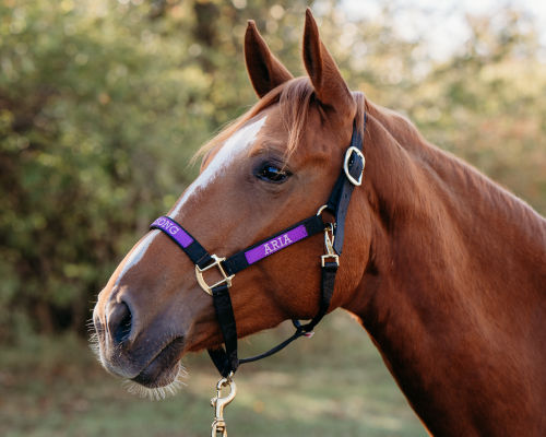 Grooming Halter Image 01
