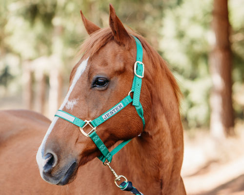 Halter Image 01